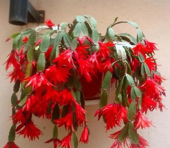 多布拉公寓 公寓 特罗吉尔