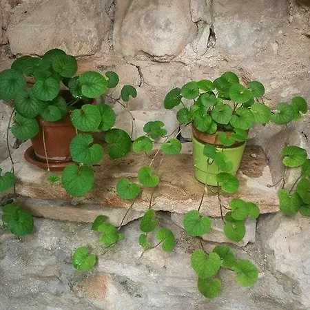 Apartment Dobra